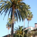 Who Owns the Iconic Beverly Hills Hotel?